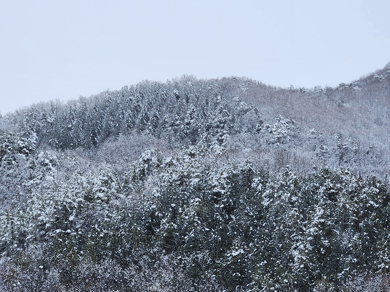 함박눈이 쏟아지던 날