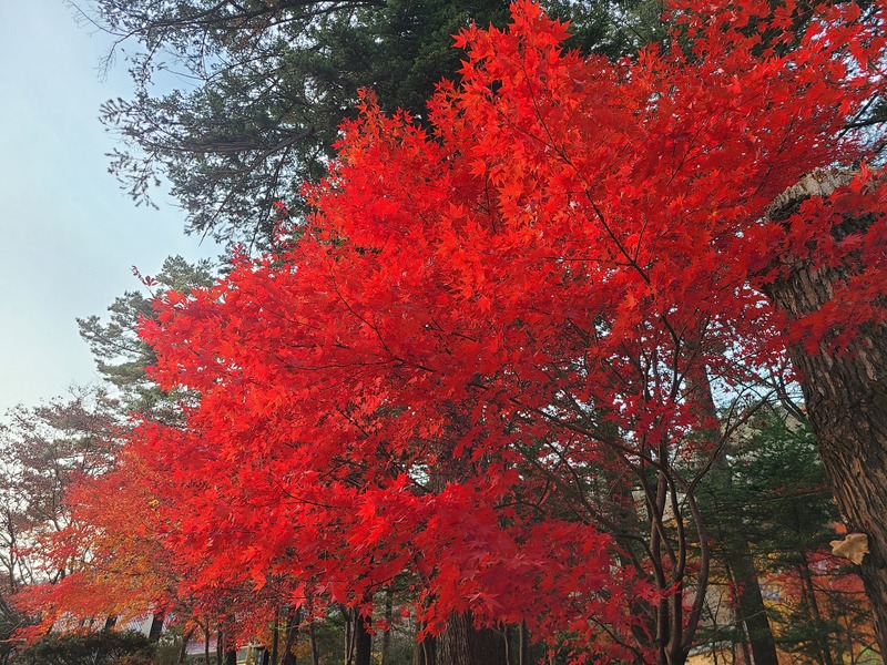 오대산 월정사의 가을 단풍과 용둔 막국수