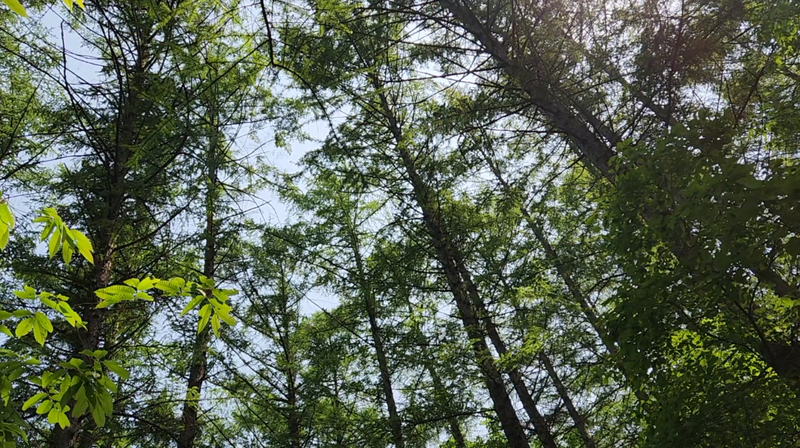 산속 숲속의 새소리