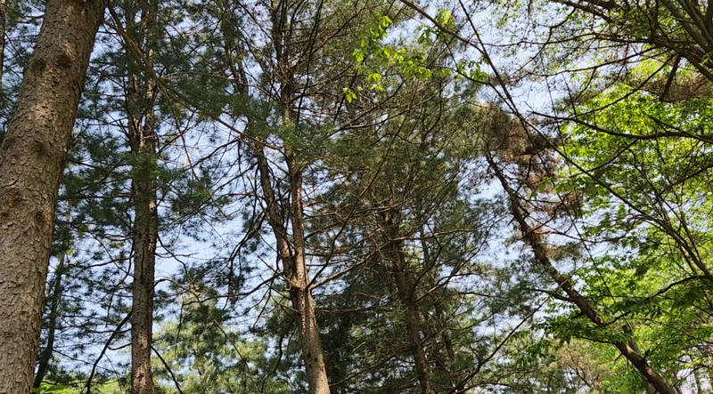 산속 숲속의 새소리 #2