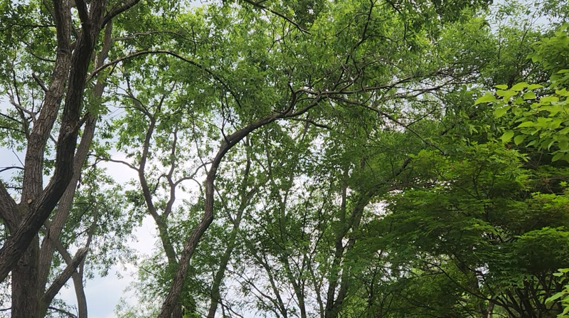산새의 우렁찬 독창소리 (새들의 코러스)
