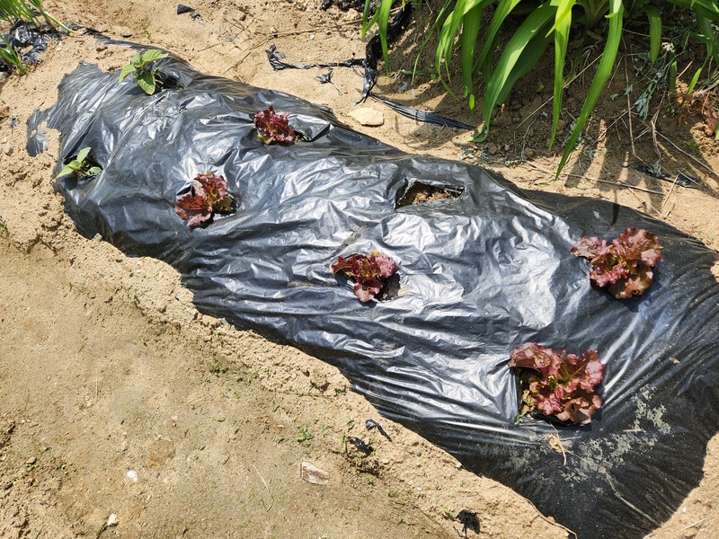 적상추 심기