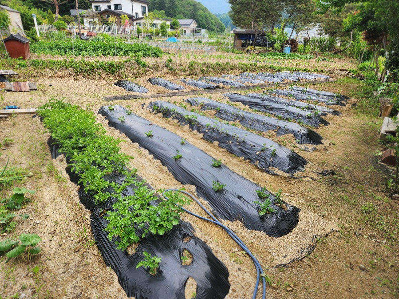 양평 지인분의 텃밭