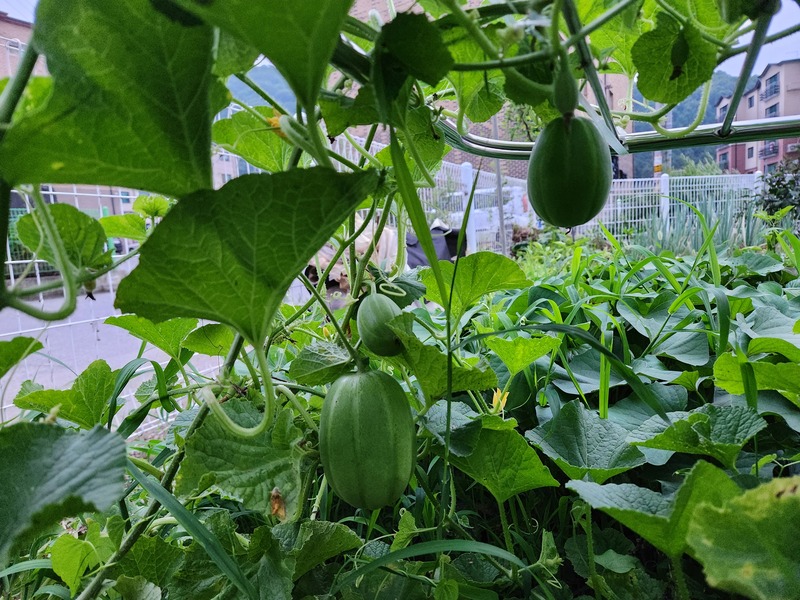 6월 20일 경, 참외 달리기 시작..