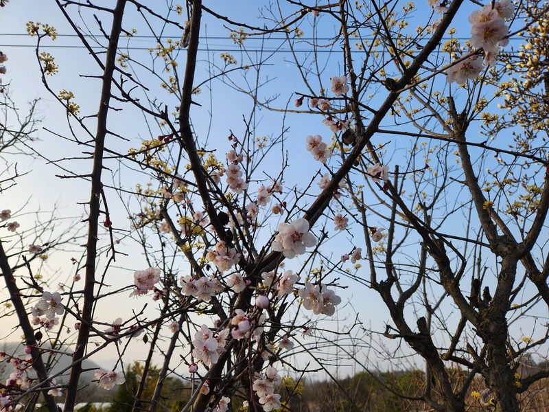 봄에는 매화도 빼놓을 수 없죠..