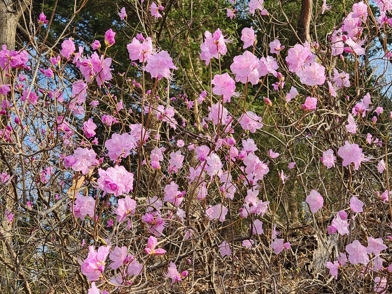 잎보다 꽃이 먼저 피는 진달래