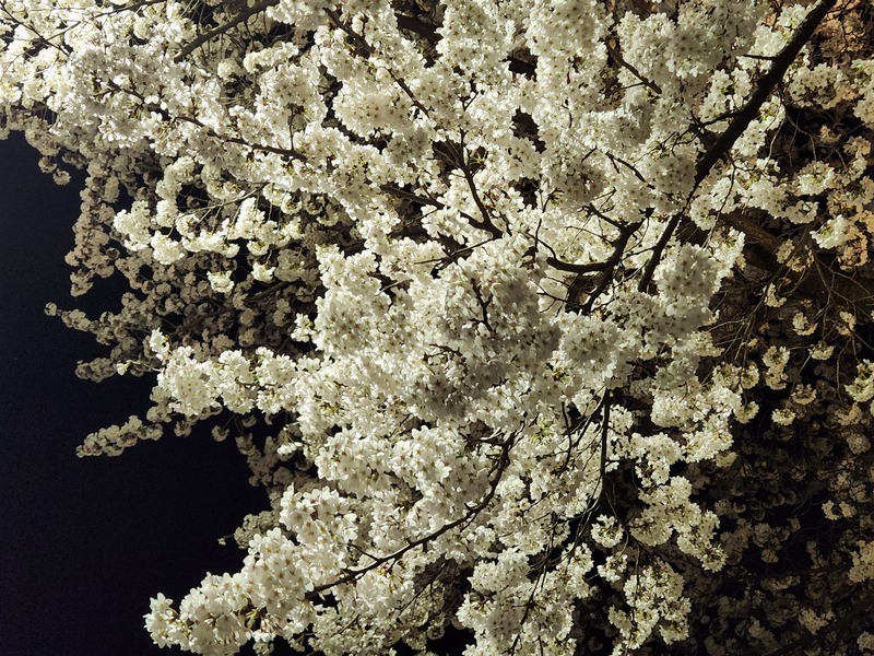 밤에 피는 벚꽃이 더 화려하다.