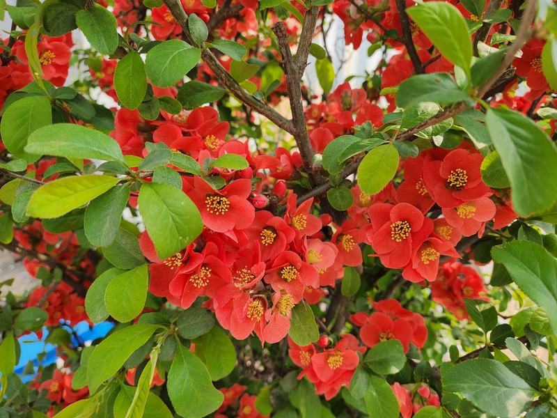 울타리에 핀 명자나무꽃