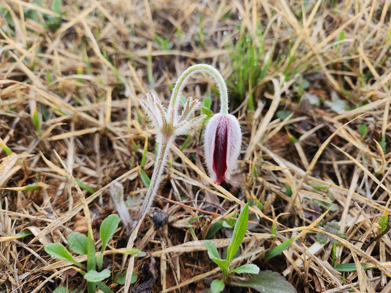 산소 주변에 많이 피는 할미꽃