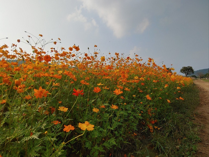 여주 당남리섬 남한강 둔치 코스모스·황화코스모스 절정