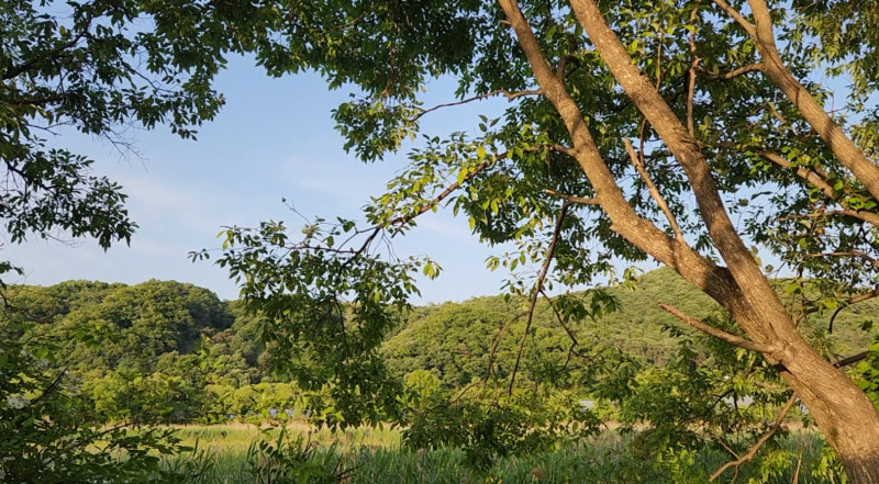끼륵끼륵 호로로록 꽉꽉꽉 끽끽 딱따구리 새소리 합창