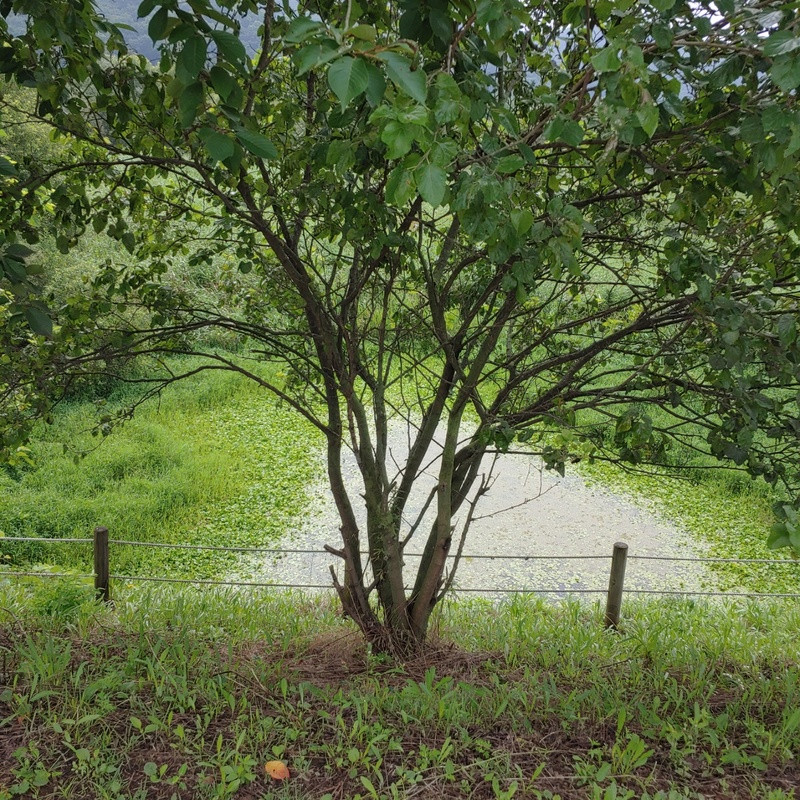 비밀의 정원 (생태숲 산책길)