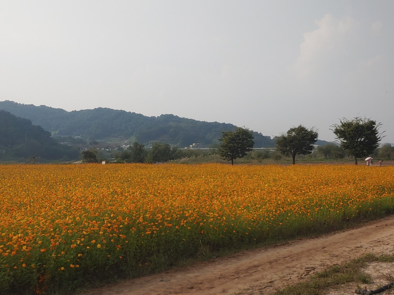 당남리섬 꽃 구경 다녀왔어요~