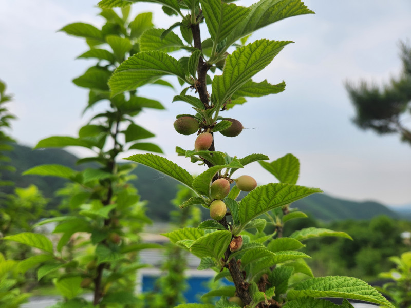 알알이 맺힌 앵두
