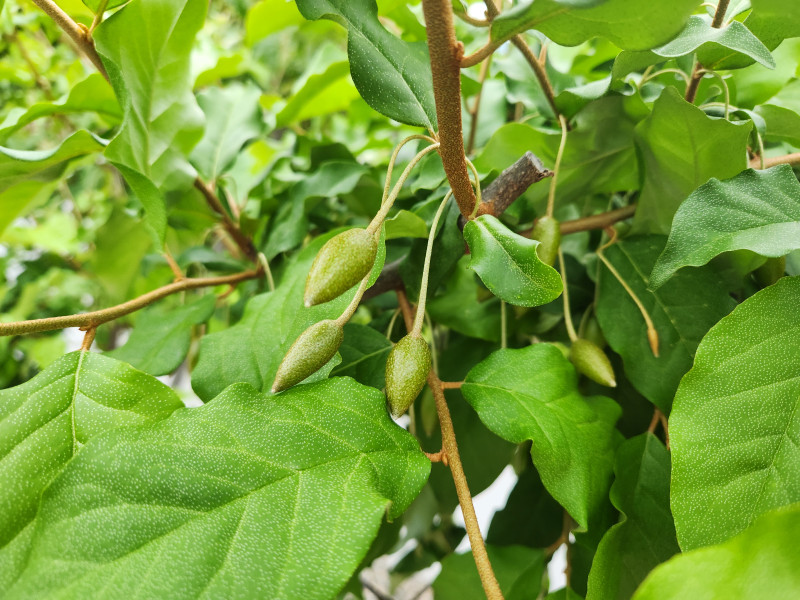 배나무에 작은 열매가 달리기 시작했어요