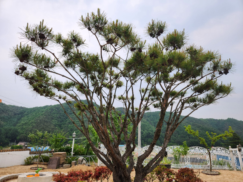마당 한가운데에는 소나무도 한그루