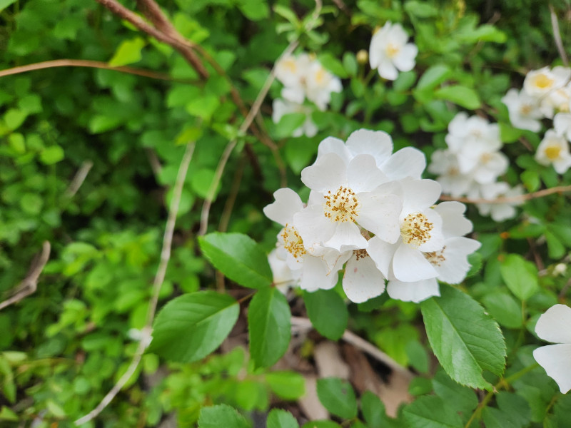 찔레꽃과 어린 시절의 추억