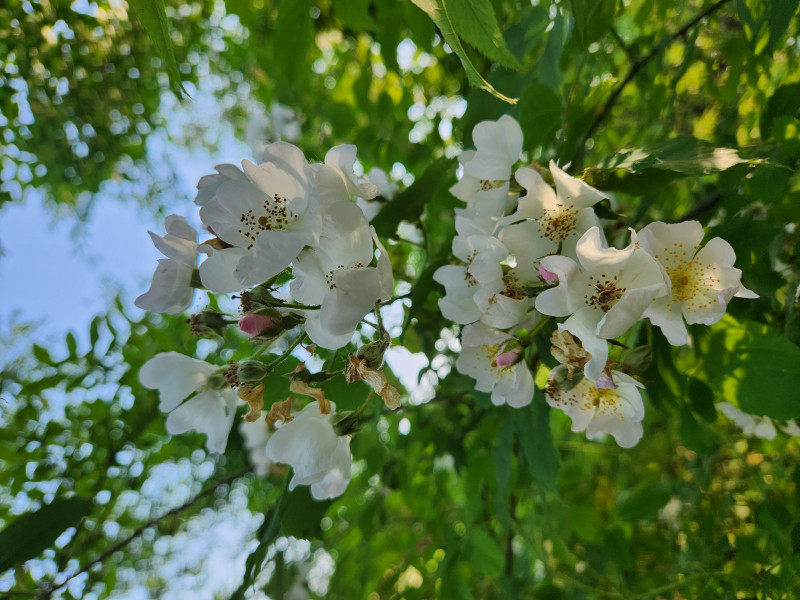 찔레꽃 #2