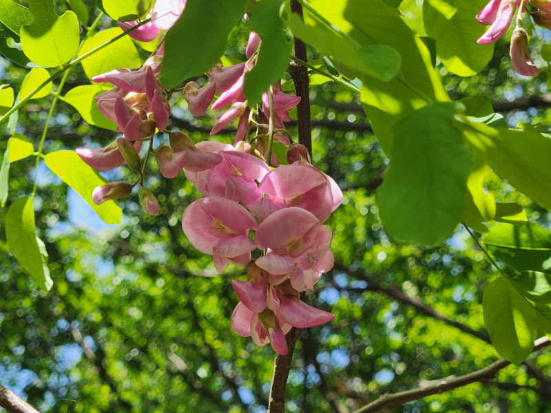 붉은 아카시아꽃