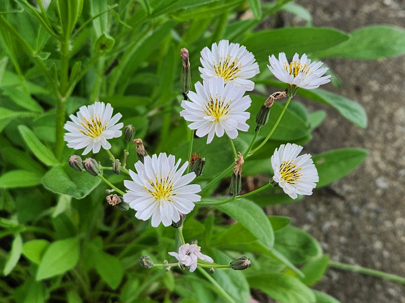 선씀바귀