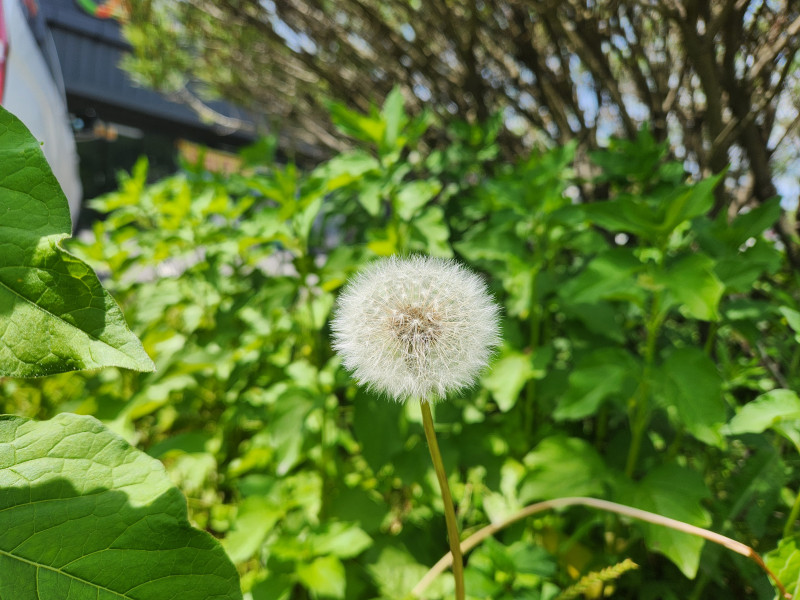 민들레 홀씨