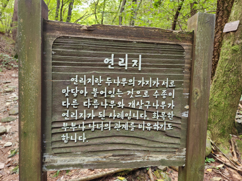 연리지 나무, 연인들의 사랑의 상징