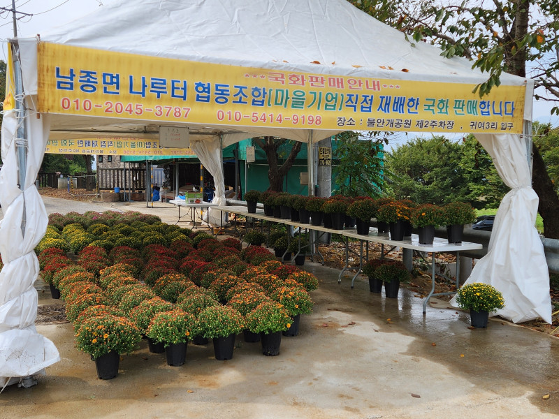 남종면 나루터협동조합 국화 판매장