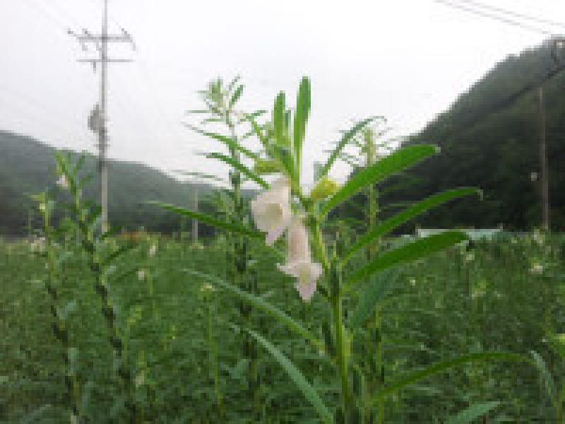 여름철 한창 익어가는 참깨, 참깨가 익으면 꽃이 지고...