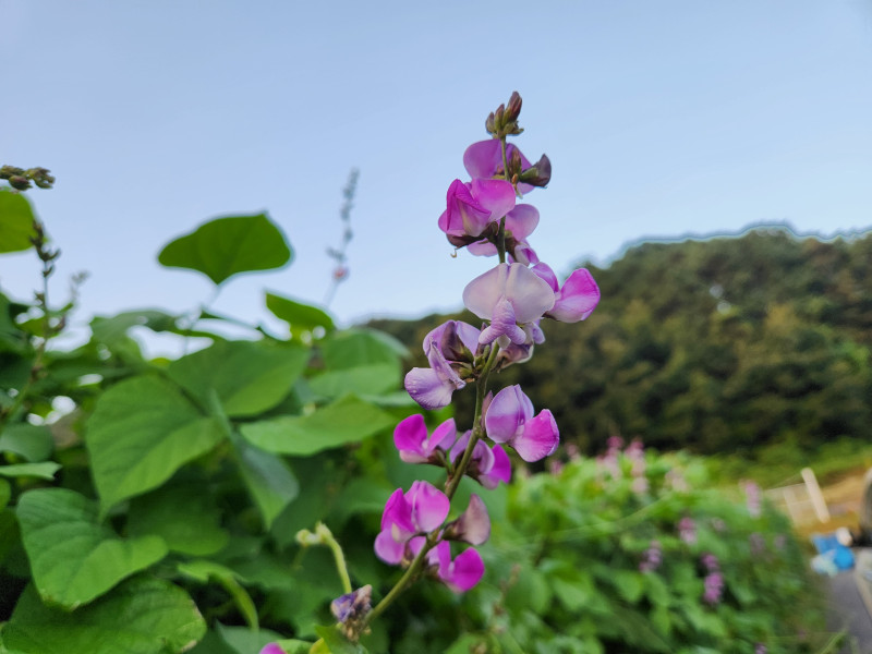 덩굴 강낭콩