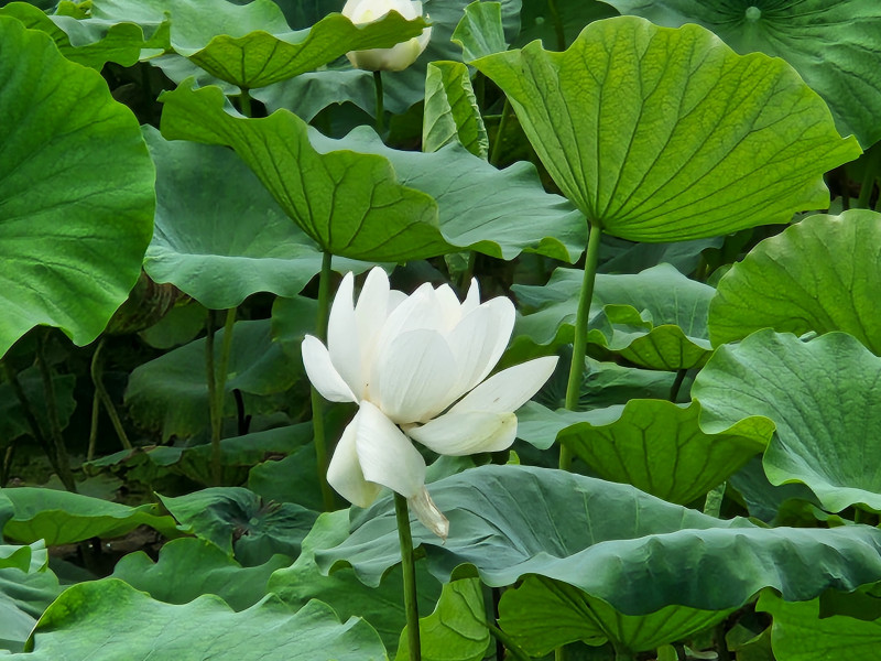 경안천 생태습지공원에 연꽃 피던 날