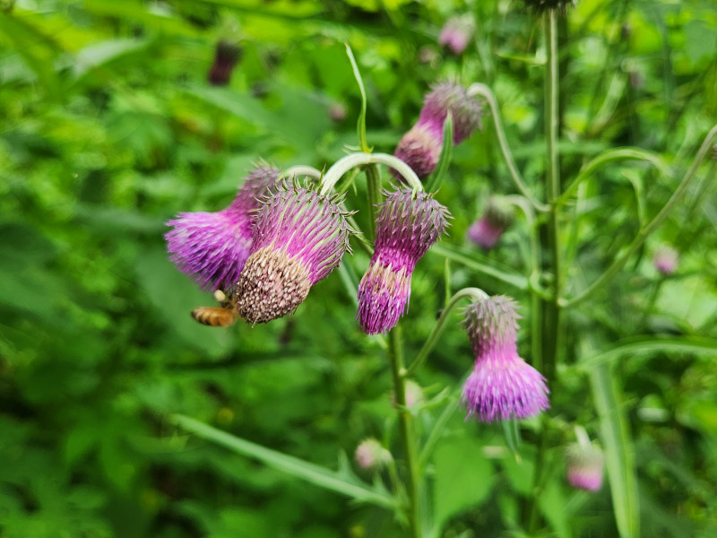 한여름, 엉겅퀴 꽃에서 열심히 꿀을 모으는 토종 벌