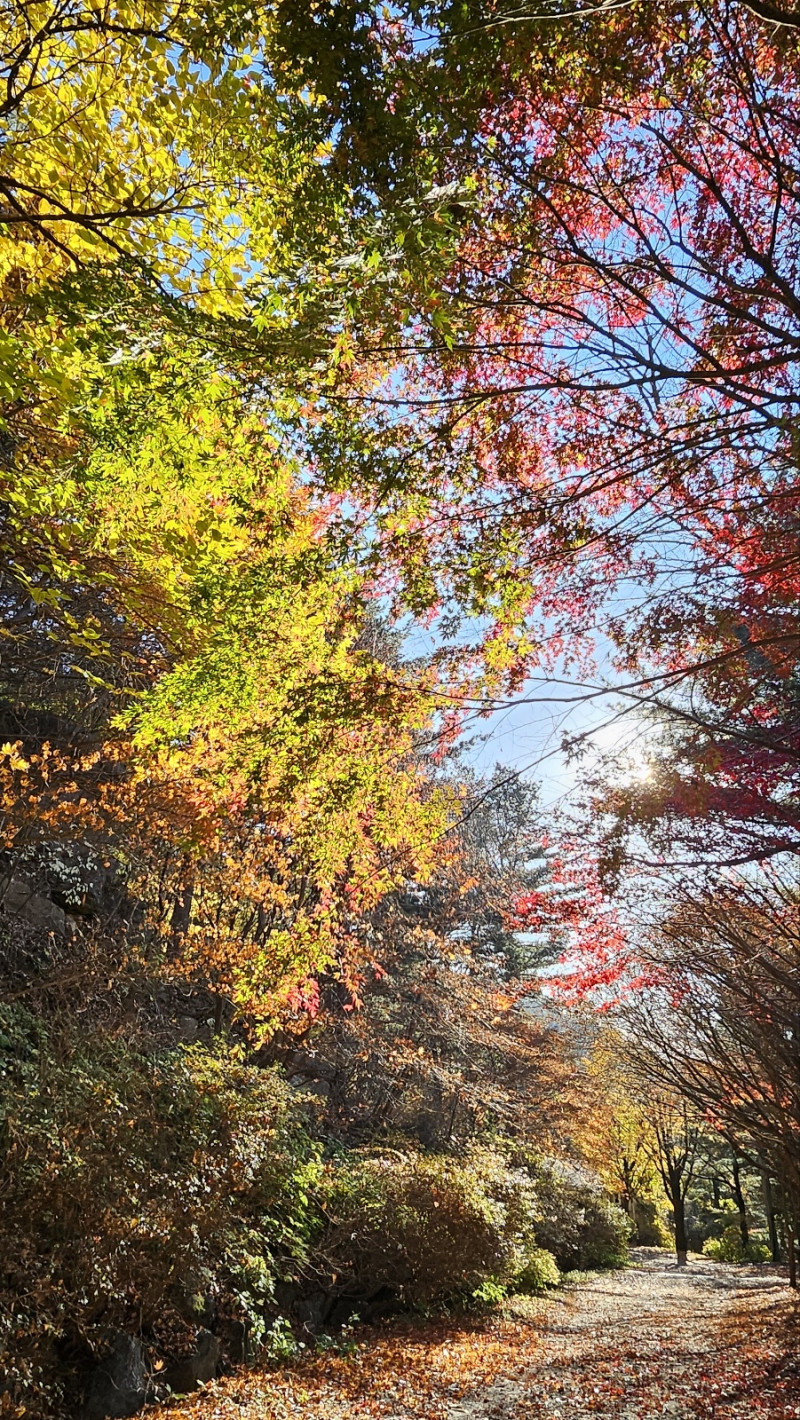 가을 단풍, 마술같은 색의 조형사