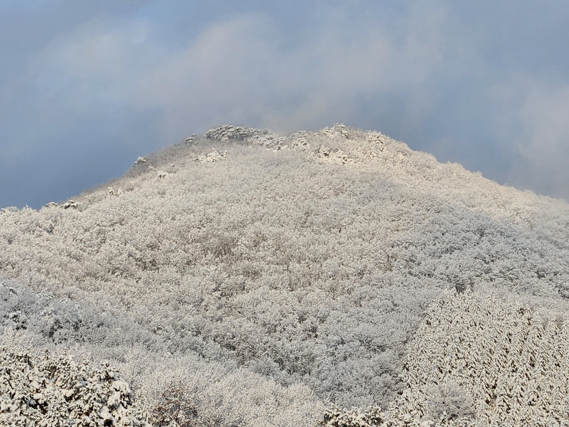 설 산에 꽃이 피고