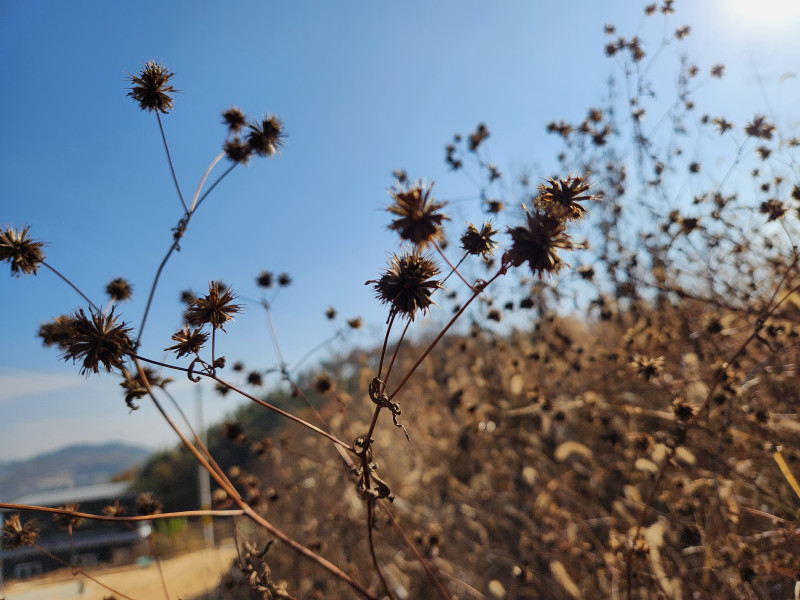 도깨비풀을 아시나요?
