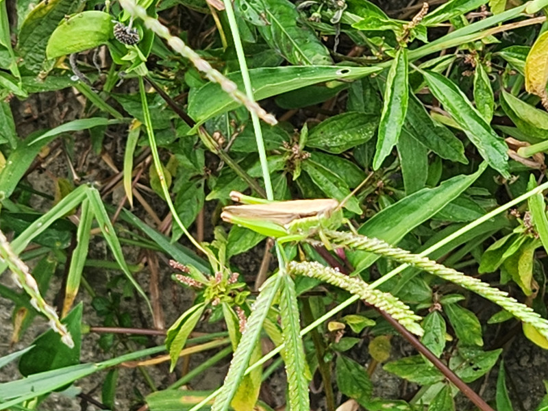 메뚜기도 한 철