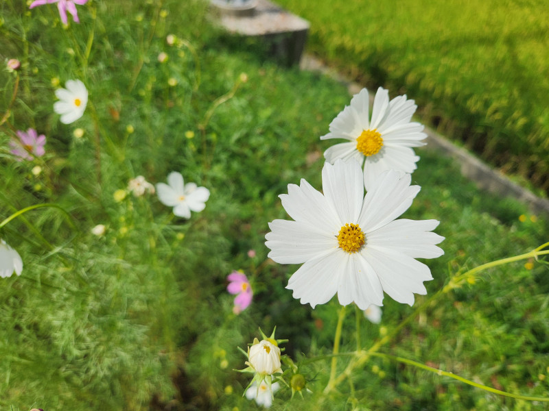 길을 따라서 피어난 코스모스
