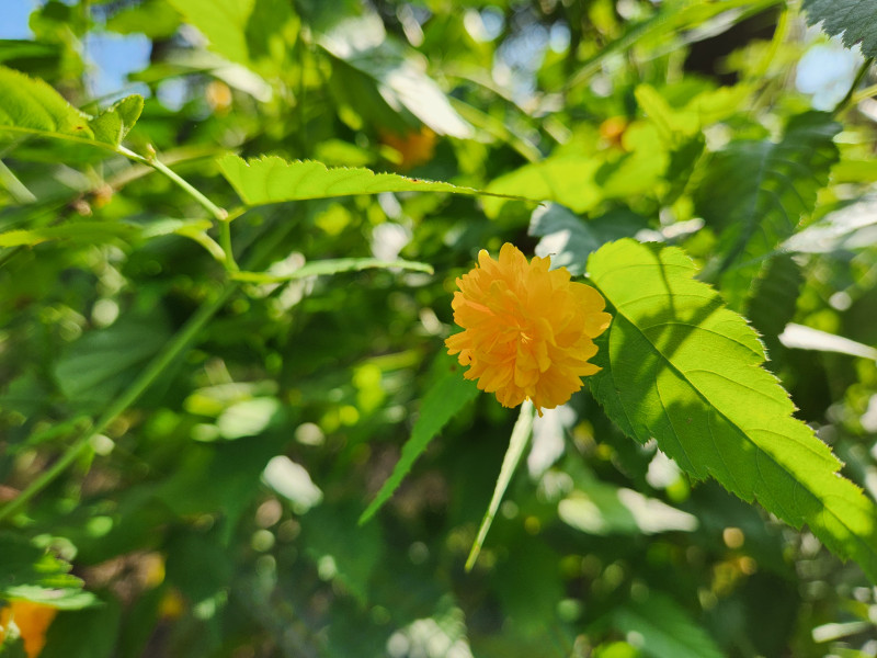 죽단화 (황매화)