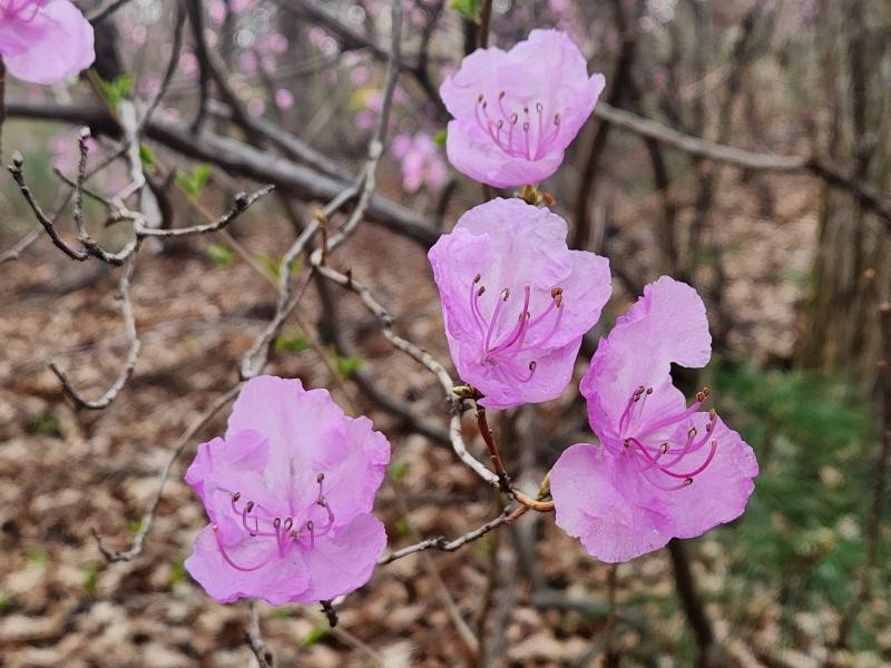 활짝 핀 진달래 동산