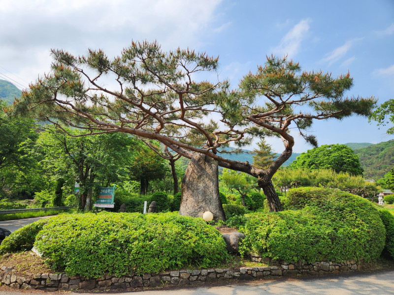 바위를 기대고 있는 멋진 소나무