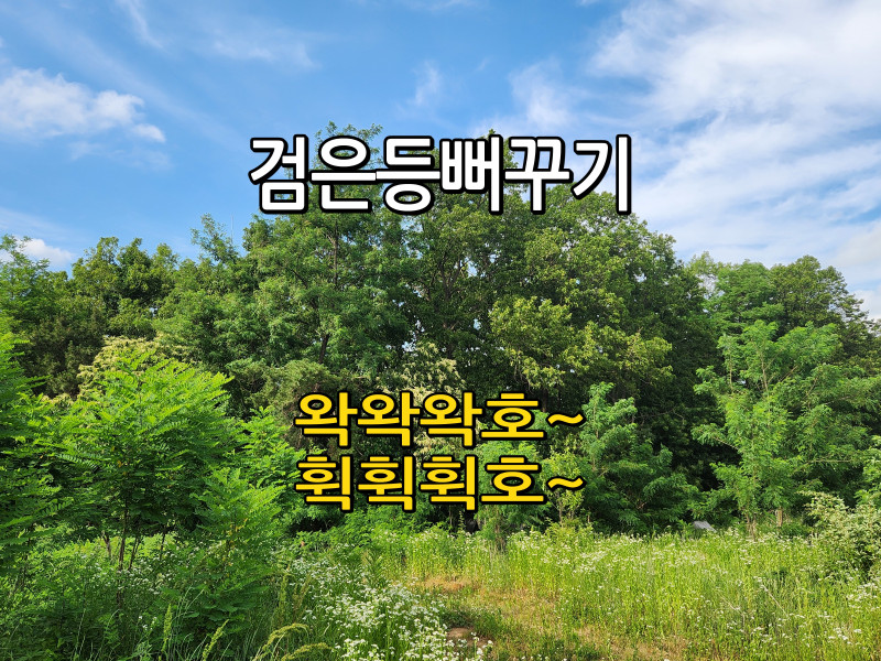 검은등뻐꾸기 새소리