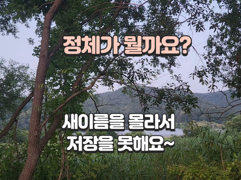 새이름이 궁금해요...