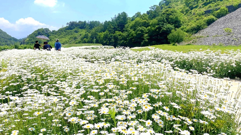 충북 단양 - 샤스타데이지 꽃길 “마을 주민들이 손수 가꾼 봄의 정원”