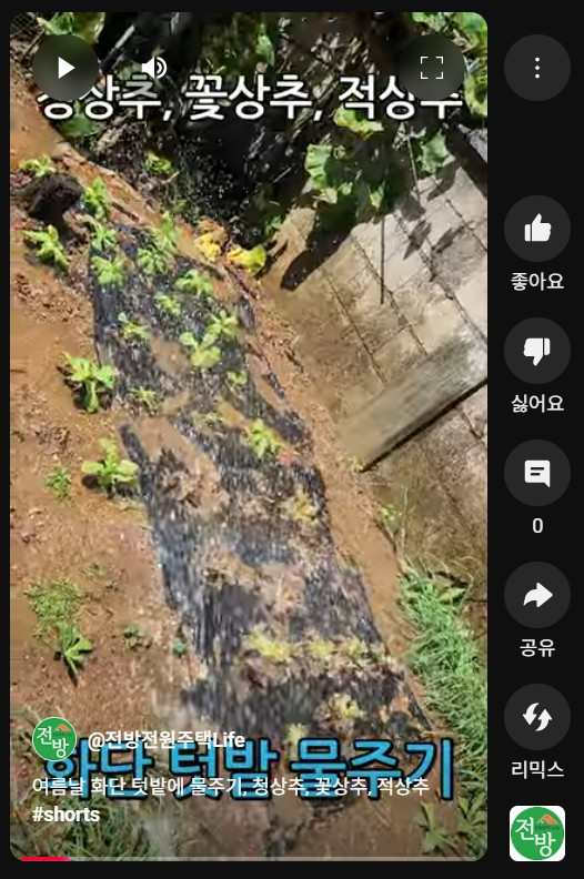 화단 텃밭, 상추 모종에 물주기
