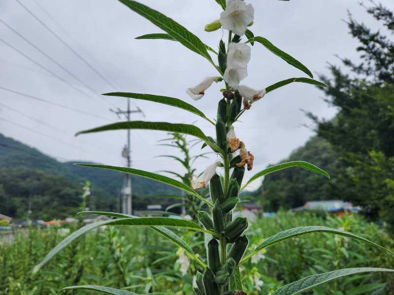 참깨 좀 보이소
