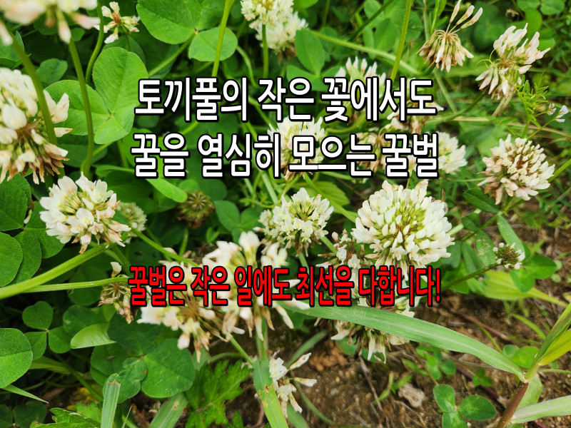 작은 일에도 최선을 다하는 꿀벌