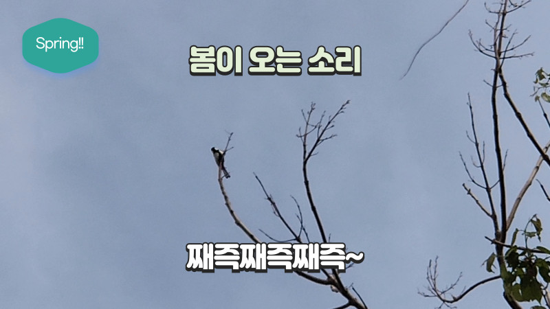 봄의 전령사 - 아련한 새소리