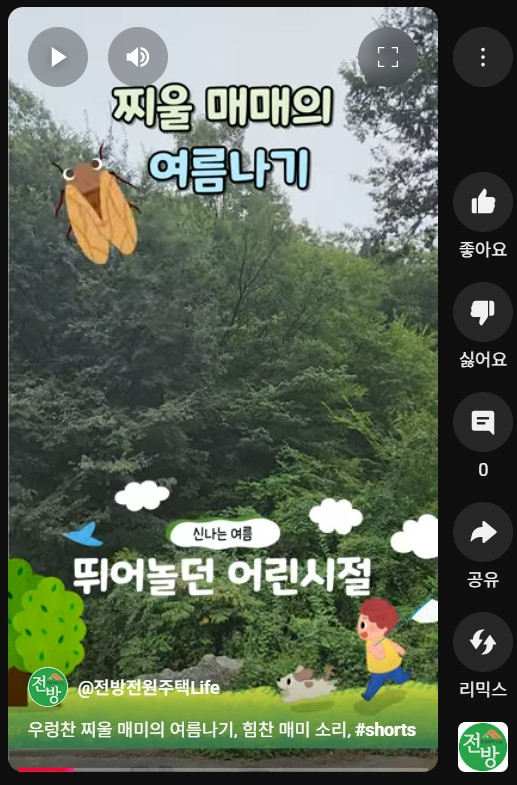 우렁찬 찌울 매미의 여름 나기
