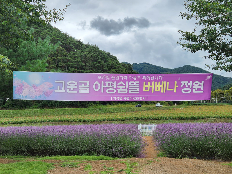 충북 단양 가곡면 사평리 "버베나 정원 & 백일홍 꽃밭" 여행기