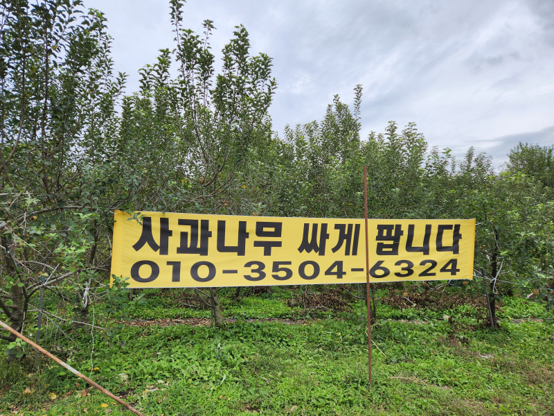 사과나무 싸게 팝니다!!