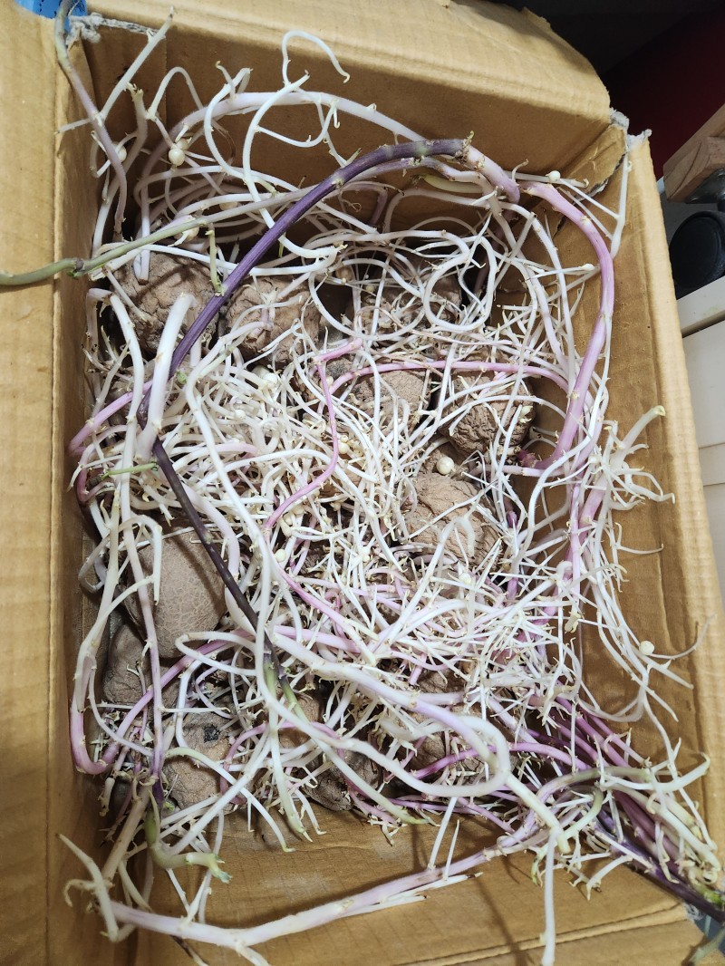 감자의 싹이 나서 정글이 된 사연